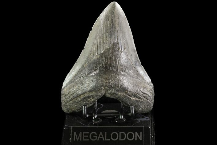 Large, Megalodon Tooth - Georgia #76474